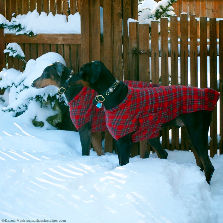 dog sweaters for dobermans